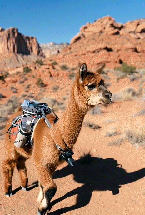 alpaca running in a desert