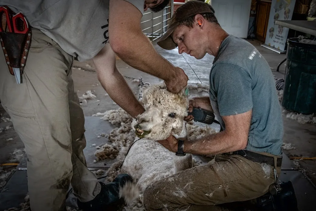two workers shearing the hair of alpaca