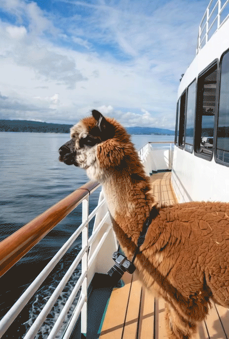alpaca on yatch