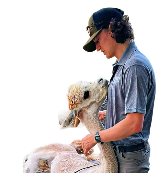 seth edward with alpaca