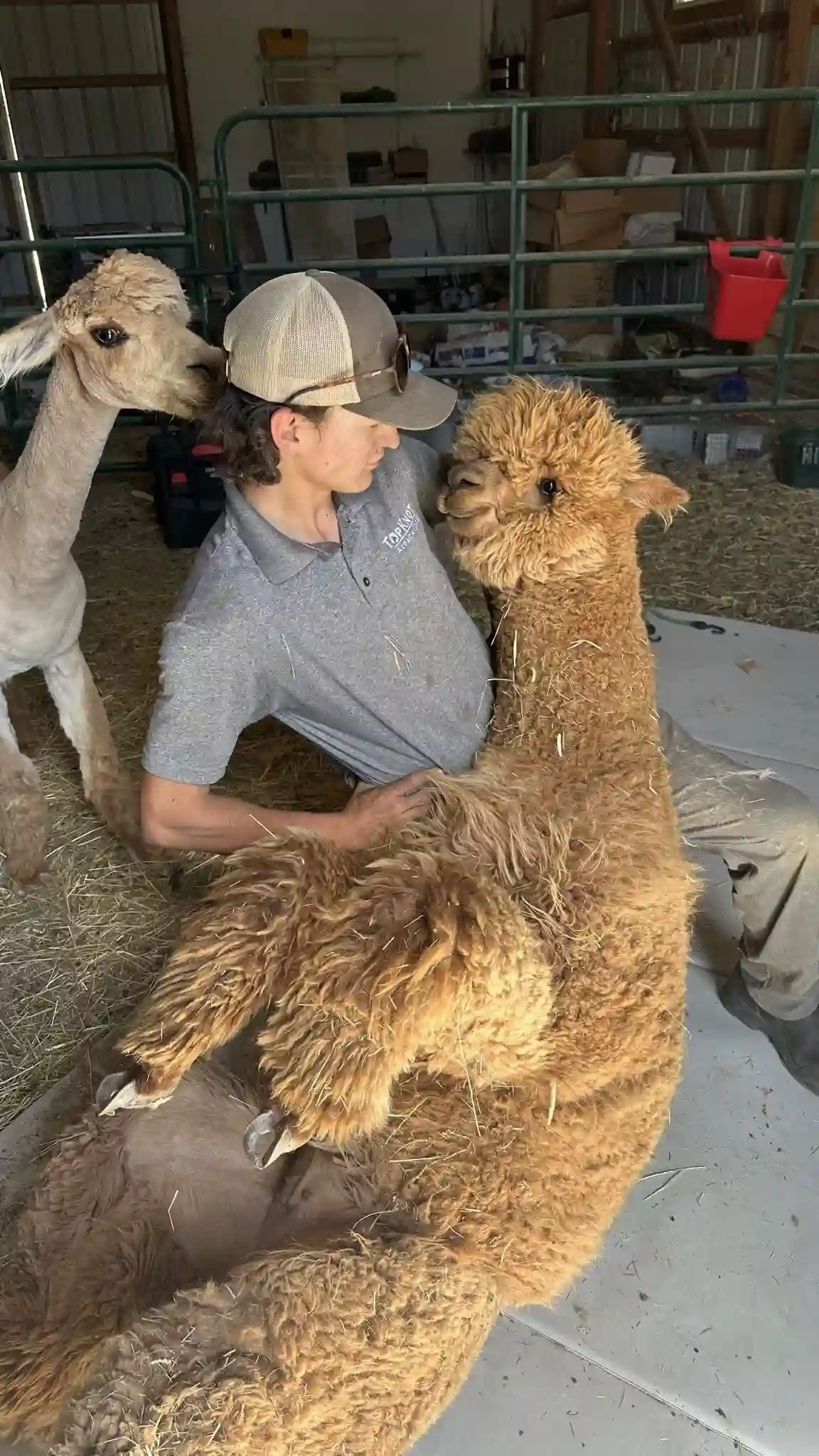 topknot staff caring alpacas