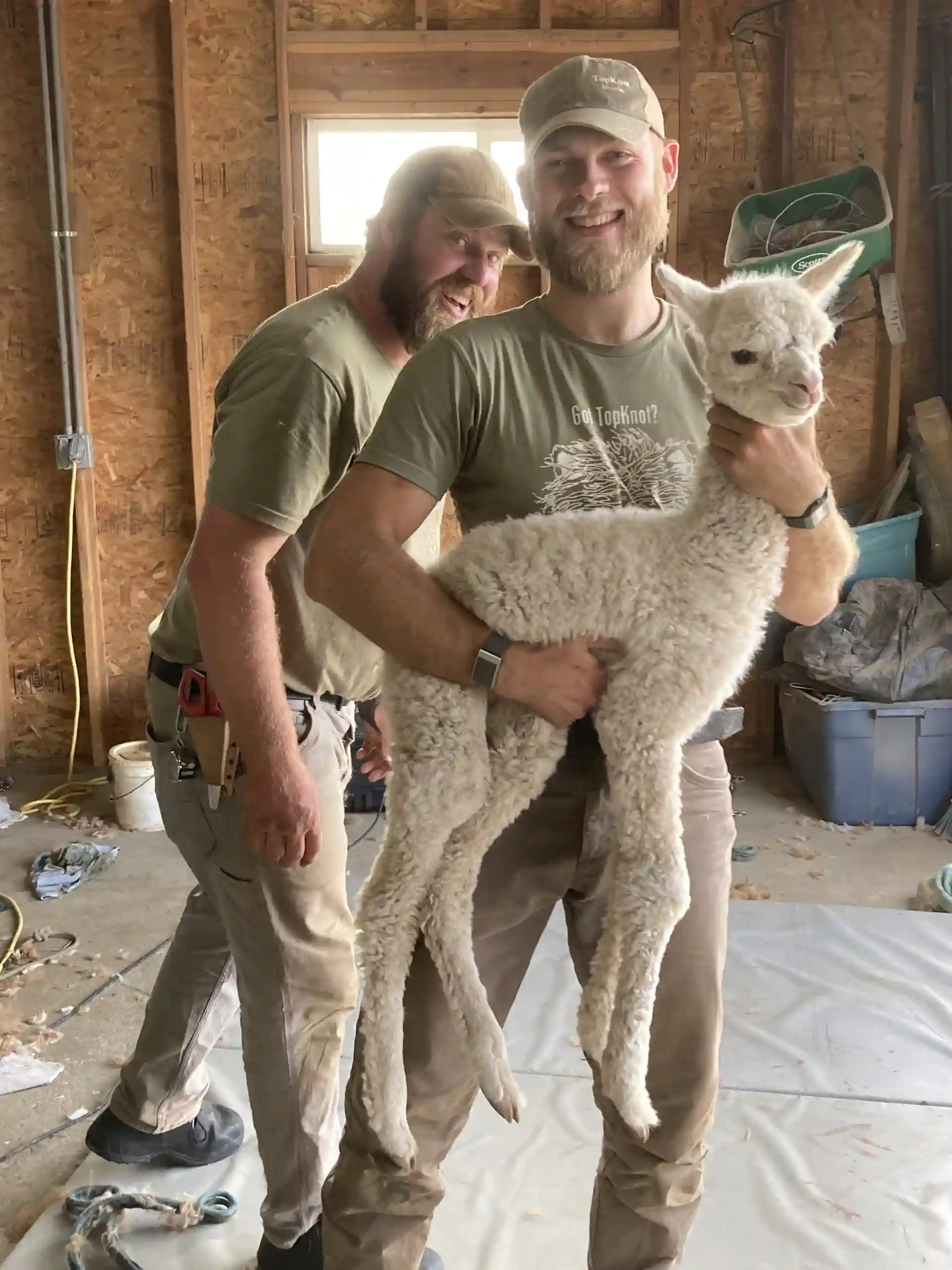 workers holding white alpaca