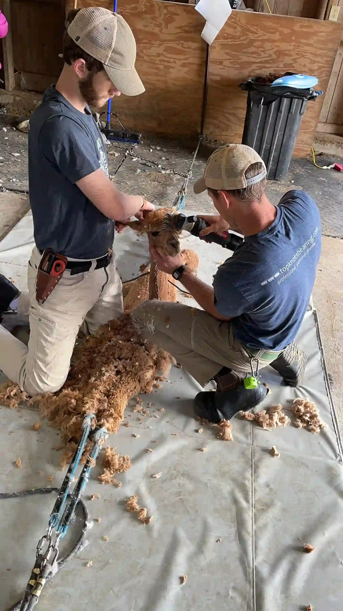 Workers carefully shear a brown alpaca on a mat
