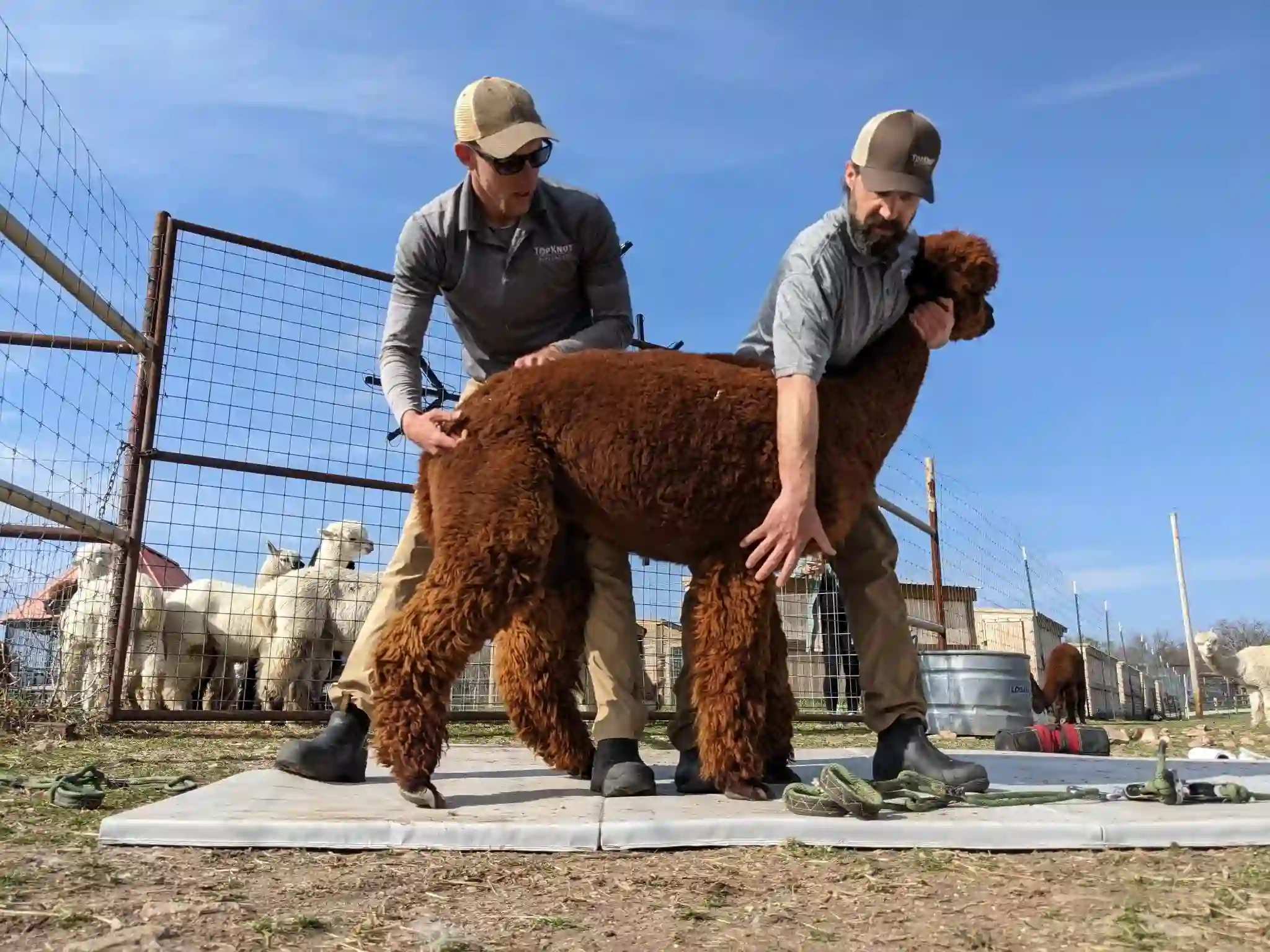 two men give alpaca a herd service and care