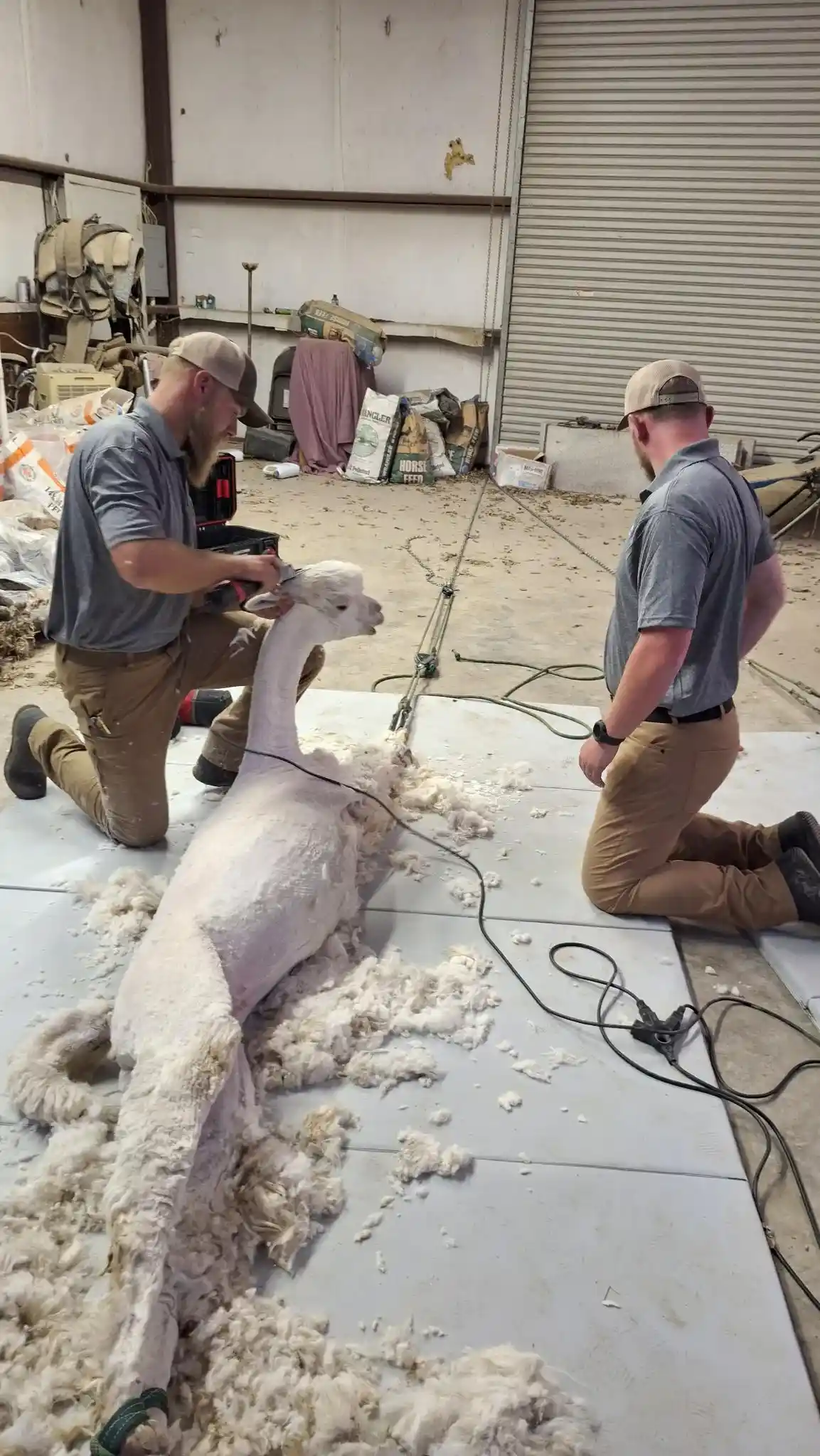 Workers carefully shear a white alpaca on a mat