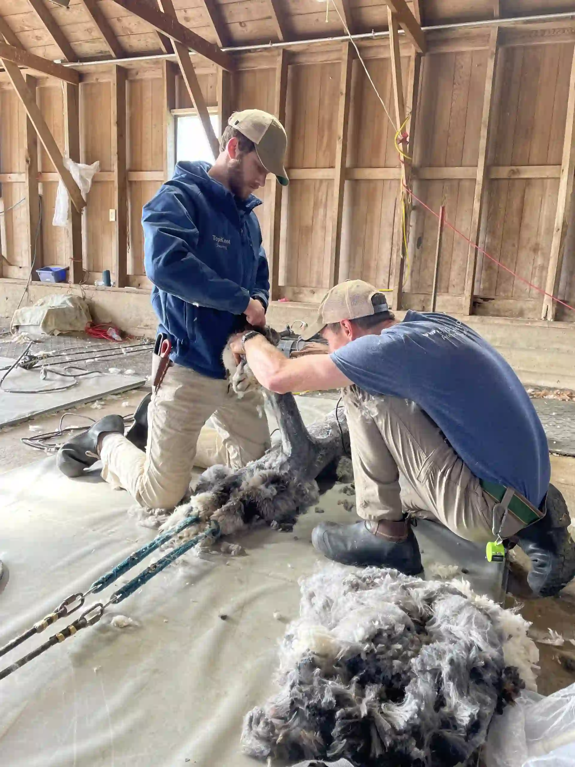 two workers helping to sheared alpaca
