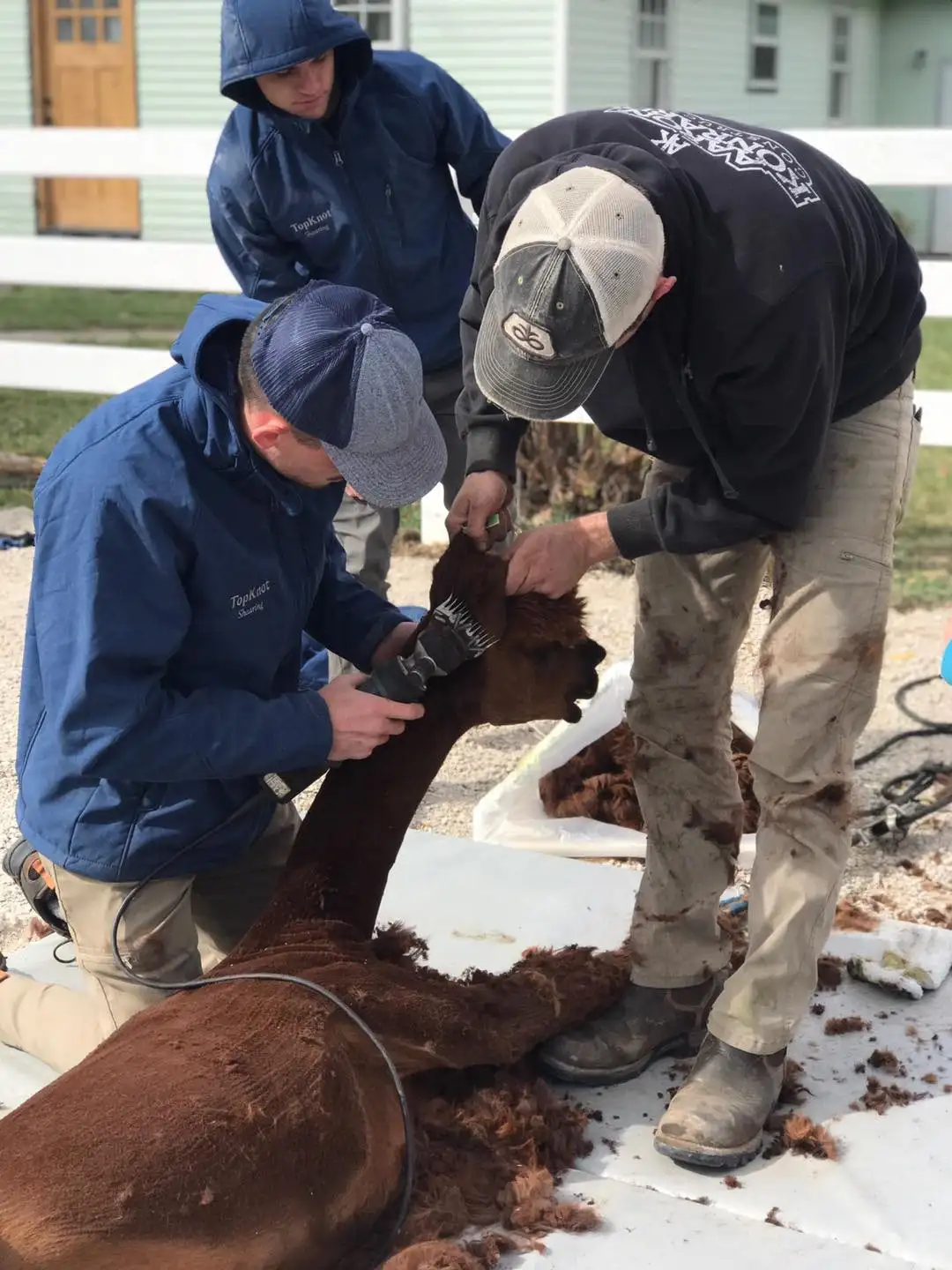 Three people shearing a brown alpaca outdoors