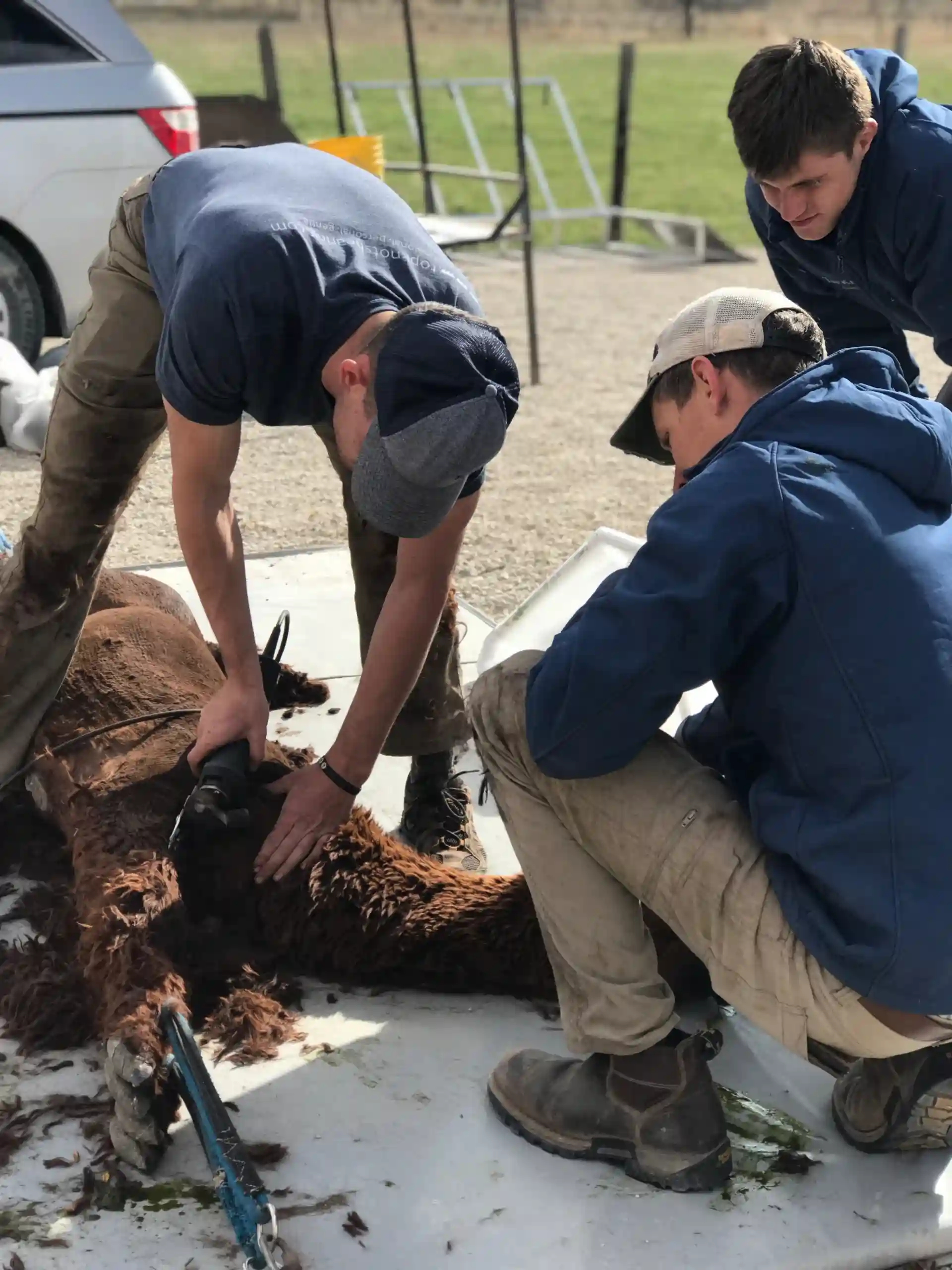 workers gives shearing and herd care to alpacas