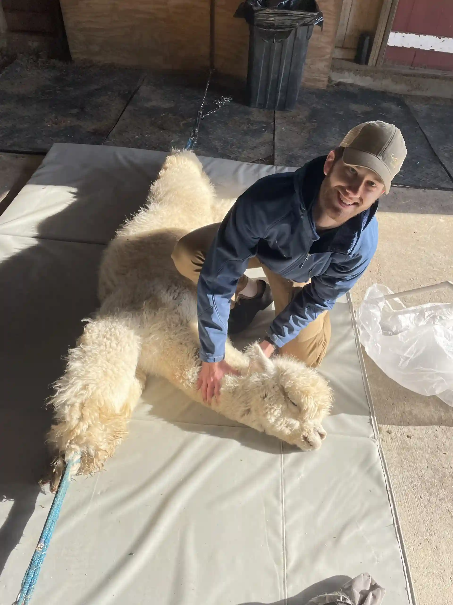 Man kneeling beside a resting white alpaca