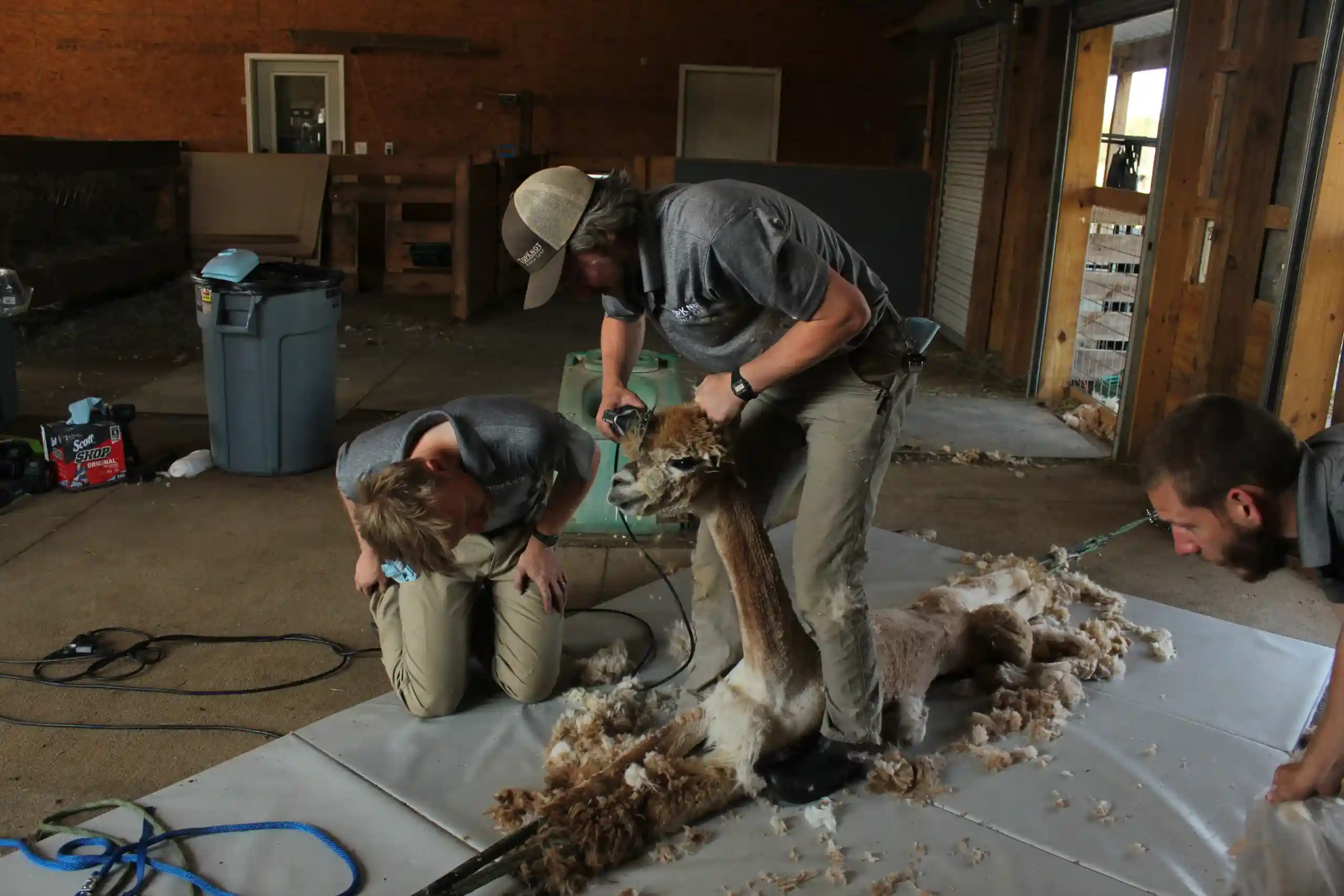 two wokers giving herd care to alpacas
