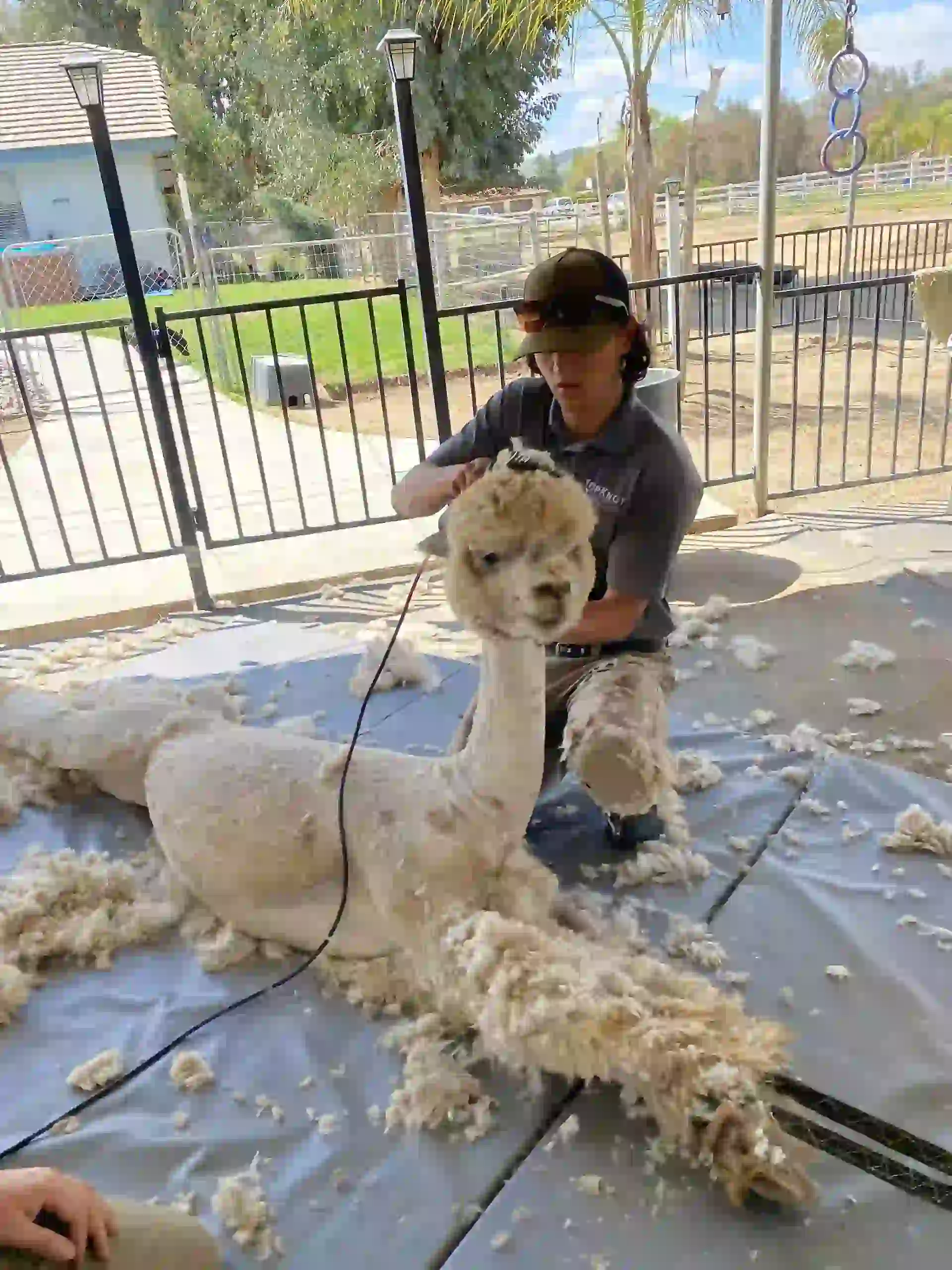 worker shearing hairs