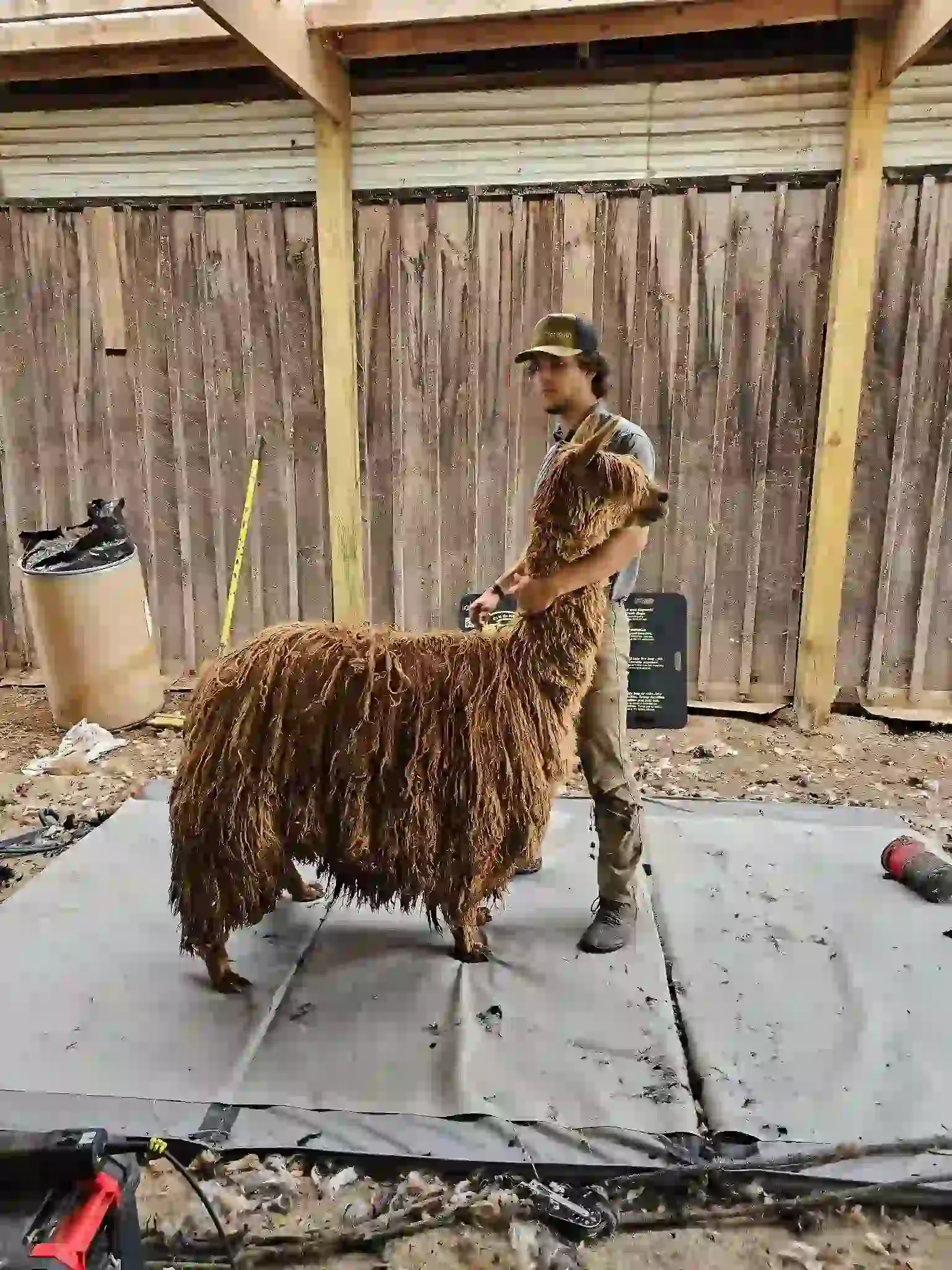 workers with brown alpaca , no shearings