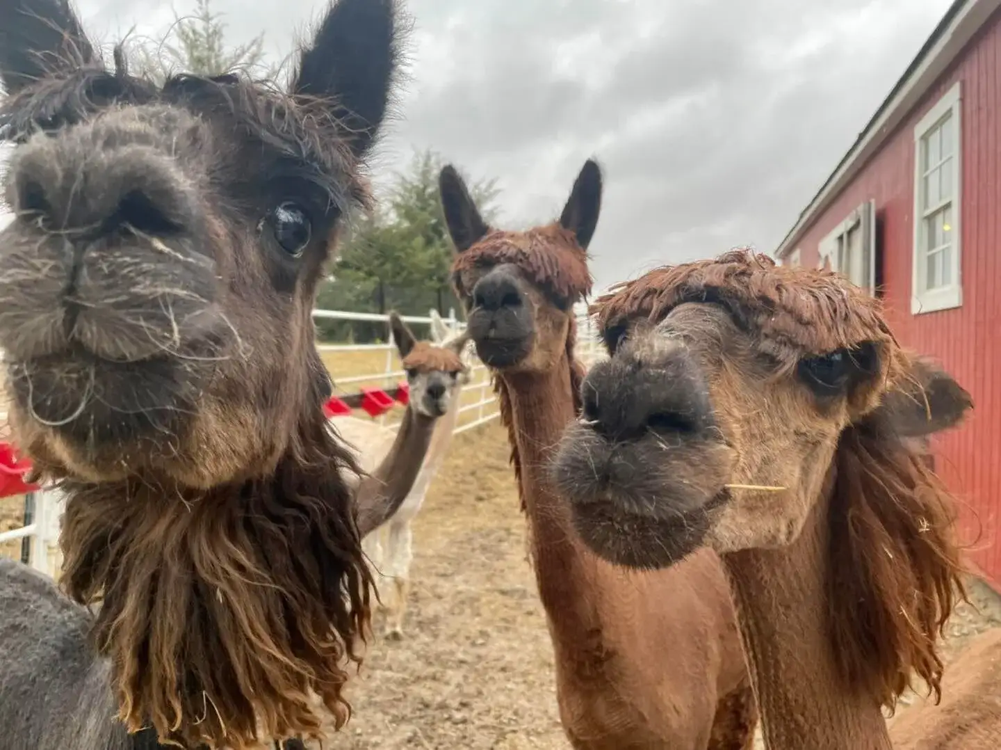 alpacas facing the camera